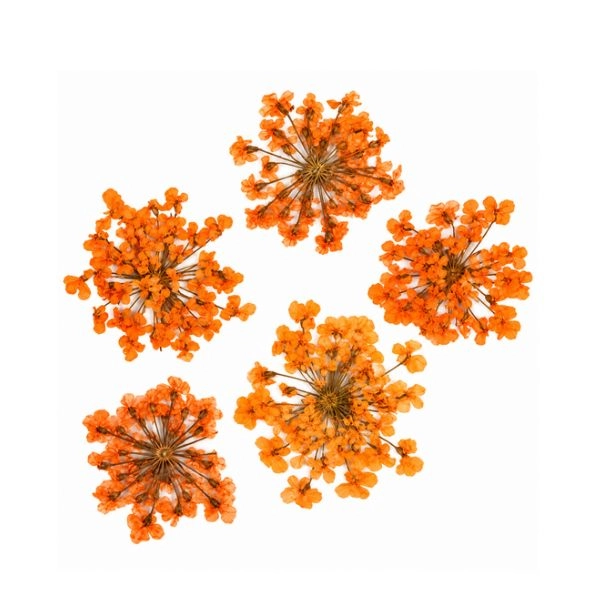 Sušené kvety - oranžová
