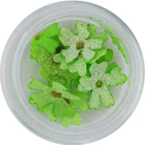 Svetlozelené kvety na nechty - sušené